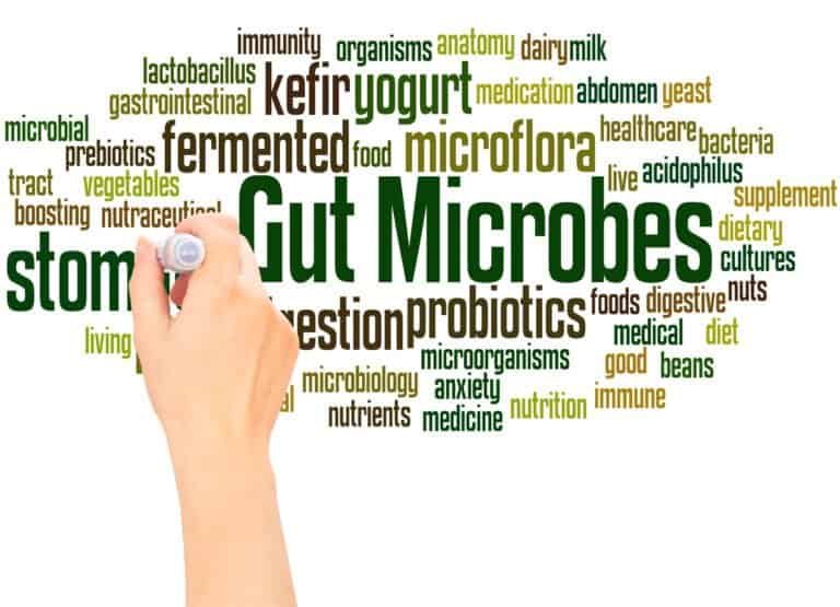 Gut Microbes